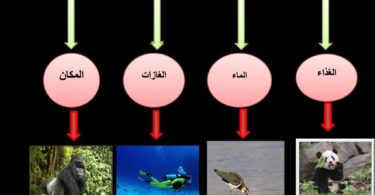 تفسير حلم رؤية السحر فى المنام