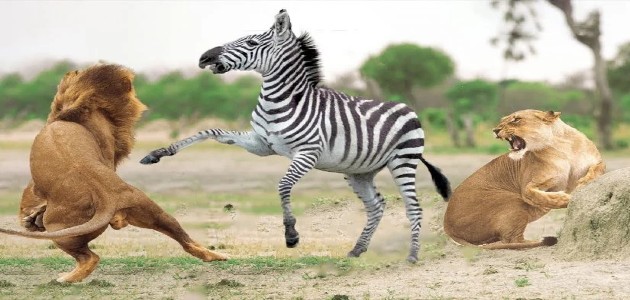 حيوانات تاكل اللحوم واهم البيانات عنها