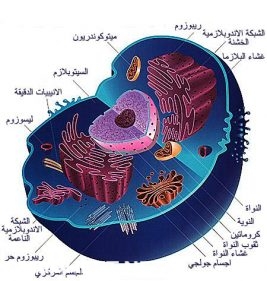 معظم المعلومات الوراثية للخلية الحيوانية موجودة في