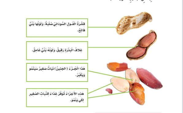 ما جزء النبات الذي ينتج البذور