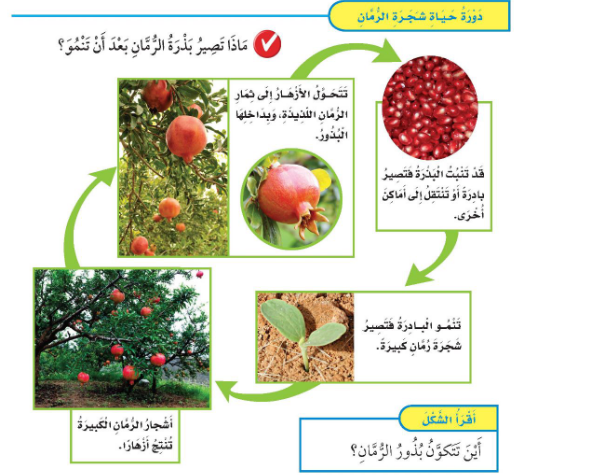 البذرة أي ينمو من أولاً؟ النبات أجزاء اي اجزاء