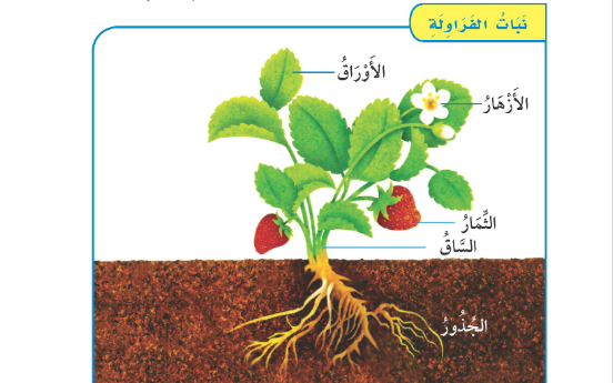 وظيفة الجذور في النبات