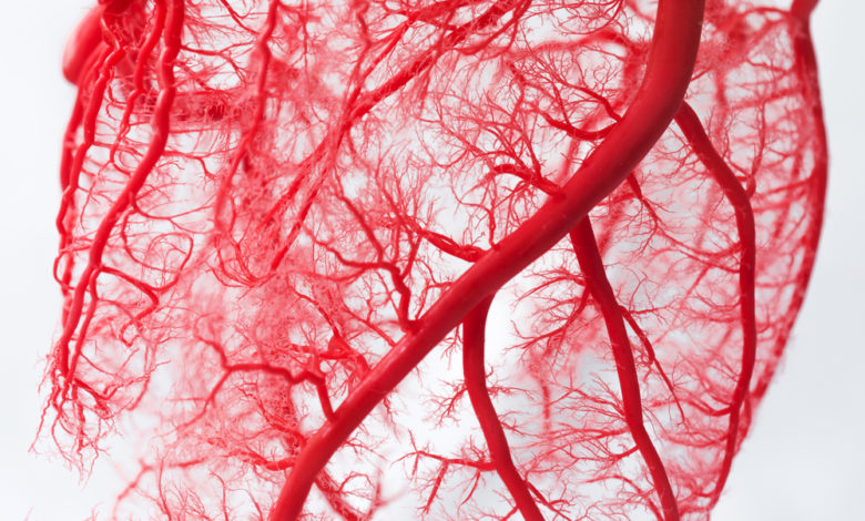 الدموية القلب الأوعية هي بعيدًا عن التي بيت العلم تحمل الدم هي المعاونة