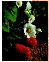فراولة بالورد والفواكه.  الفاكهة الحقيقية للفراولة ليست الأنسجة اللحمية ولكن الآلام الصغيرة التي تشبه البذور على سطح التوت.