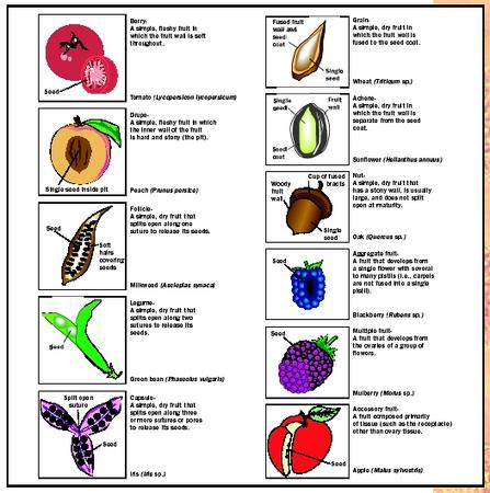 أمثلة على العديد من تصنيفات الفاكهة.  قد يتعارض التعريف النباتي للفاكهة مع الاستخدام اليومي للكلمة.