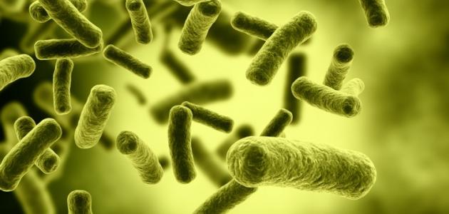 ما مدى أهمية دور البكتيريا النافعة - الموضوع