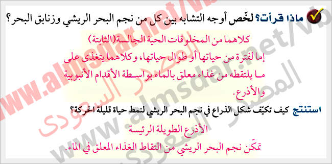 خصائص شوكيات الجلد