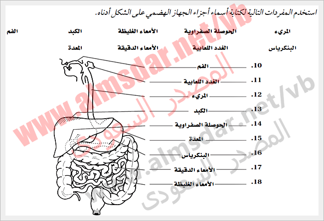 المنوال في البيانات ٢ ٤ ٦ ٨ ٤ هو