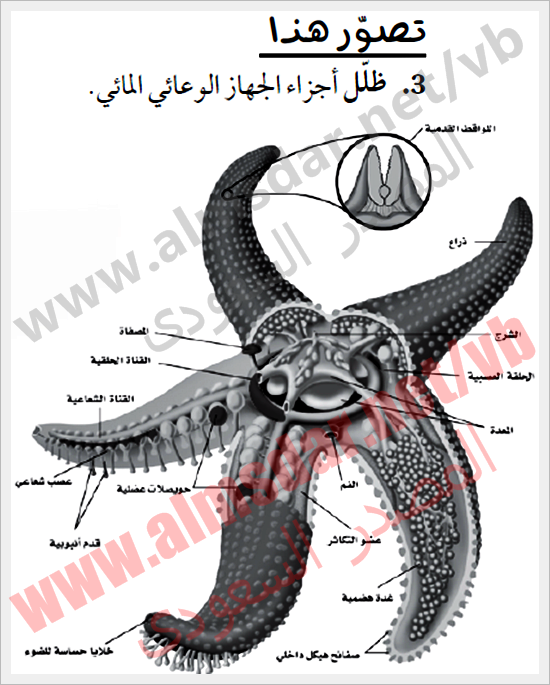 المعرفة الأساسية بشوكيات الجلد واللافقاريات الشوكية