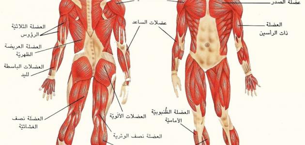 أنواع العضلات - الخيط
