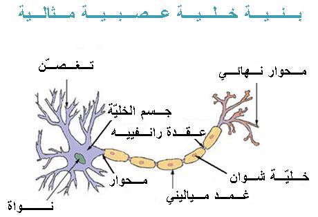 تفصل مسافة صغيرة كل خلية عصبية عن التي تليها تسمى الاستجابة الكاملة 