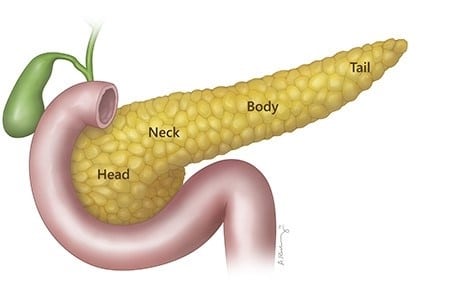 أقسام البنكرياس