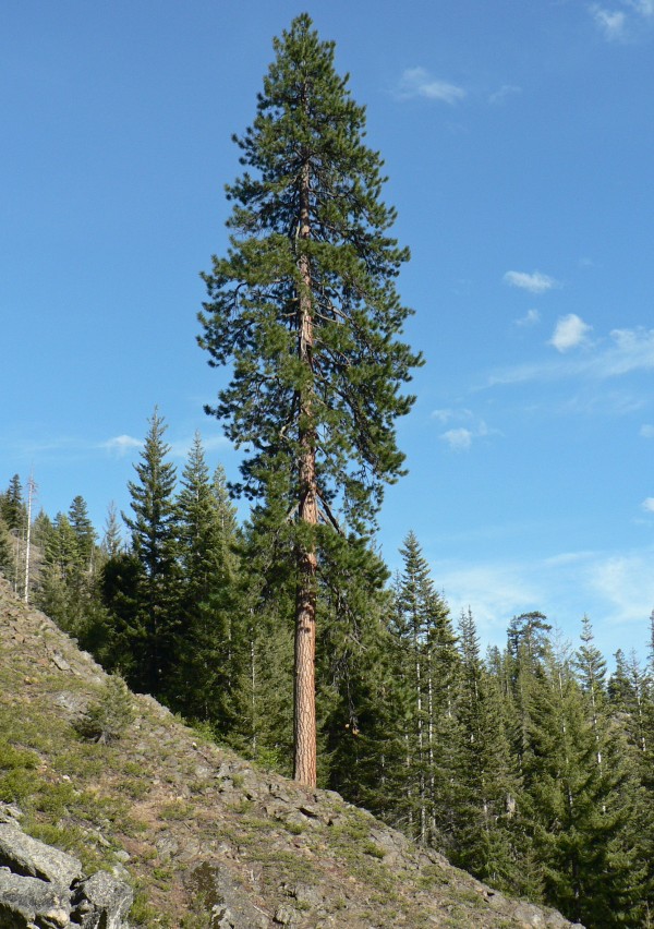 أقدم الأشجار التي لا تزال موجودة حتى اليوم هي