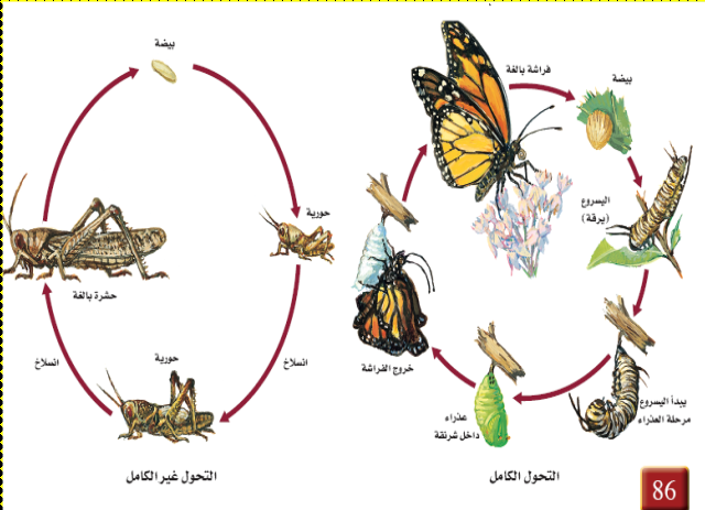 يعاني العديد من رضع الحشرات من تغيرات خلال مراحل نموهم