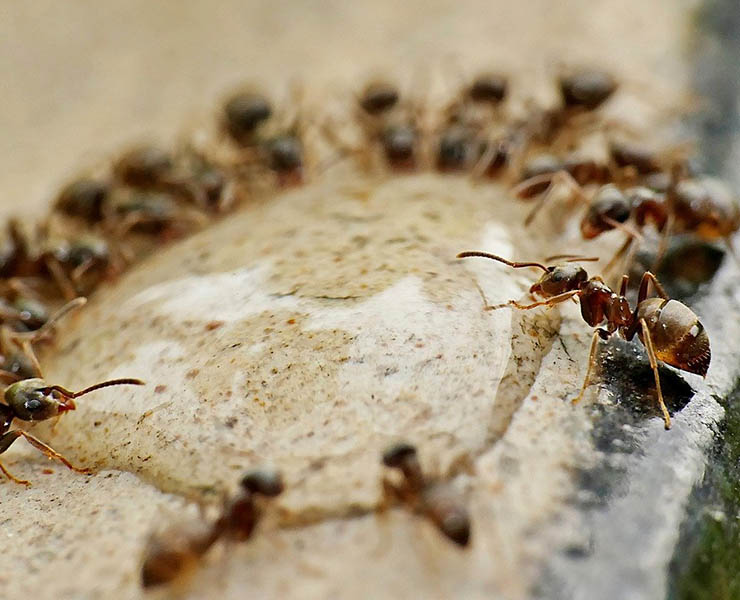 الإحساس الذي يساعد النمل على إيجاد طريقه بدقة هو إحساس