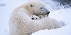 بحث عن الدب القطبي وكيف يعيش وهل انقرض؟؟
