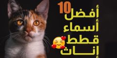 اسامي قطط اناث جديدة 2024 اسماء قطط عربية واجنبية؟