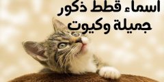 +400 اسماء قطط ذكور 2024 عربية وانجليزية؟