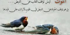 بوستات حكم عن الحياة مميزة؟