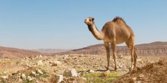 تفسير رؤية الجمل في المنام؟