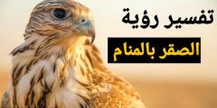 تفسير رؤية الصقر في المنام للرجل؟
