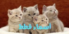 افضل أسماء قطط ومعانيها 2025؟