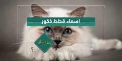 أسماء قطط ومعانيها