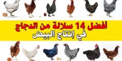 أفضل أنواع الدجاج البياض في السعودية