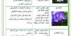 أسماء الزهور ومميزاتها