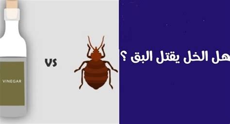 علاج بق الفراش بالملح والخل علاج بق الفراش بالملح والخل