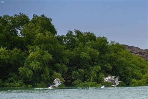 1. محمية جزر الفرسان 1. محمية جزر الفرسان