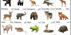 اسماء الحيوانات بالانجليزي والعربي