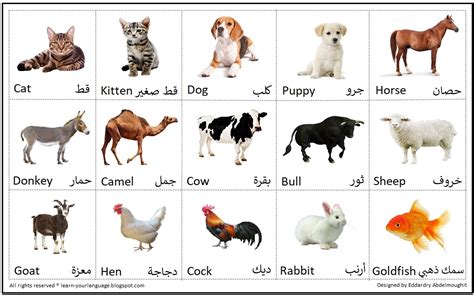 اسماء القطط بالانجليزية