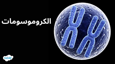 كروموسوم كروموسوم
