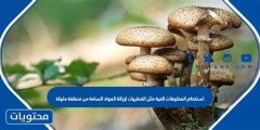 استخدام المخلوقات الحية مثل الفطريات لإزالة المواد السامة من منطقة ملوثة