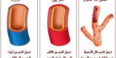 إجابة سؤال قارن بين الشرايين و الاورده و الشعيرات الدمويه
