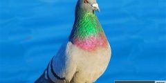 اسرار تربية الحمام بطريقة صحيحة في البيت
