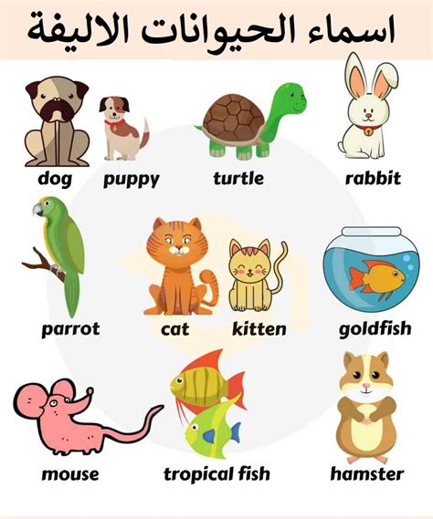 اسم الحيوان الإنجليزي