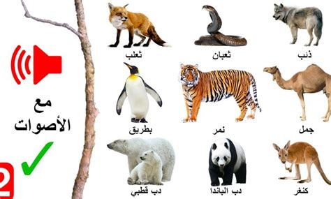 تبدأ أسماء الحيوانات بالحرف alf