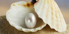 كيفية استخراج اللؤلؤ الطبيعي من المحار؟