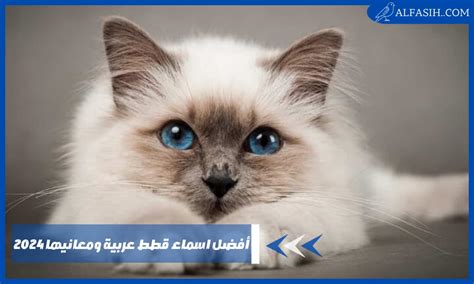 اسم القط العربي