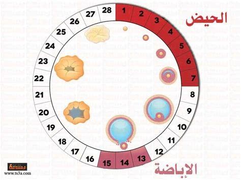ما هي فترة الخصوبة