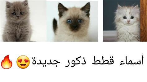 اسم القط ذكر جديد