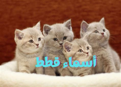 اسم القط الفريد