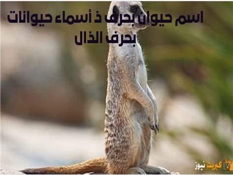 اسم الحشرات بأحرف Delive مفيدة اسم الحشرات بأحرف Delive مفيدة