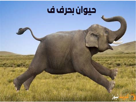 اسم الحيوان ، رسالة لإرضاءها عن طريق تناول اللحوم اسم الحيوان ، رسالة لإرضاءها عن طريق تناول اللحوم