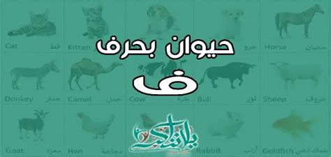 اسم الحيوان الذي تحقق بالرسالة اسم الحيوان الذي تحقق بالرسالة