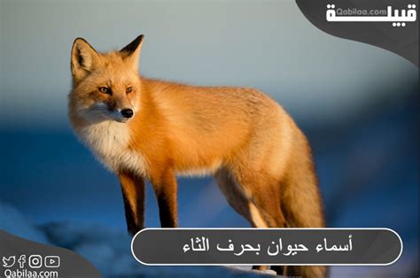 اسم المفترس مع الحرف ديل. اسم المفترس مع الحرف ديل.