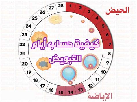 كيفية حساب فترة الخصوبة كيفية حساب فترة الخصوبة