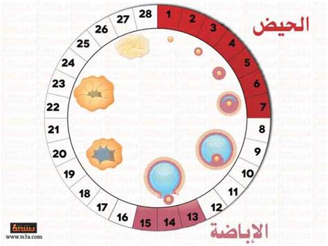 معدل الحمل في يوم الإخصاب معدل الحمل في يوم الإخصاب